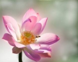 Pink lotus flower